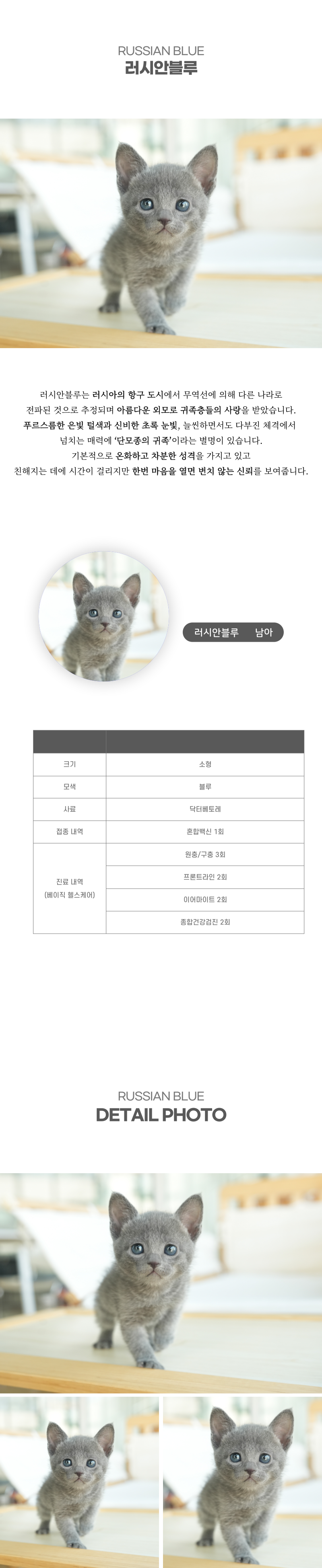 러시안블루_상세이미지_2